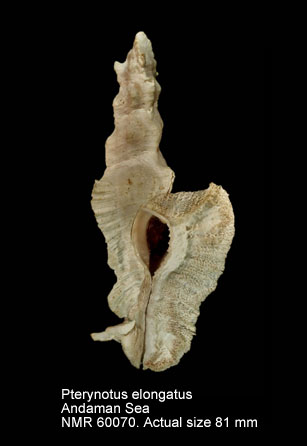 Pterynotus  elongatus (7).jpg - Pterynotus  elongatus(Lightfoot,1786)